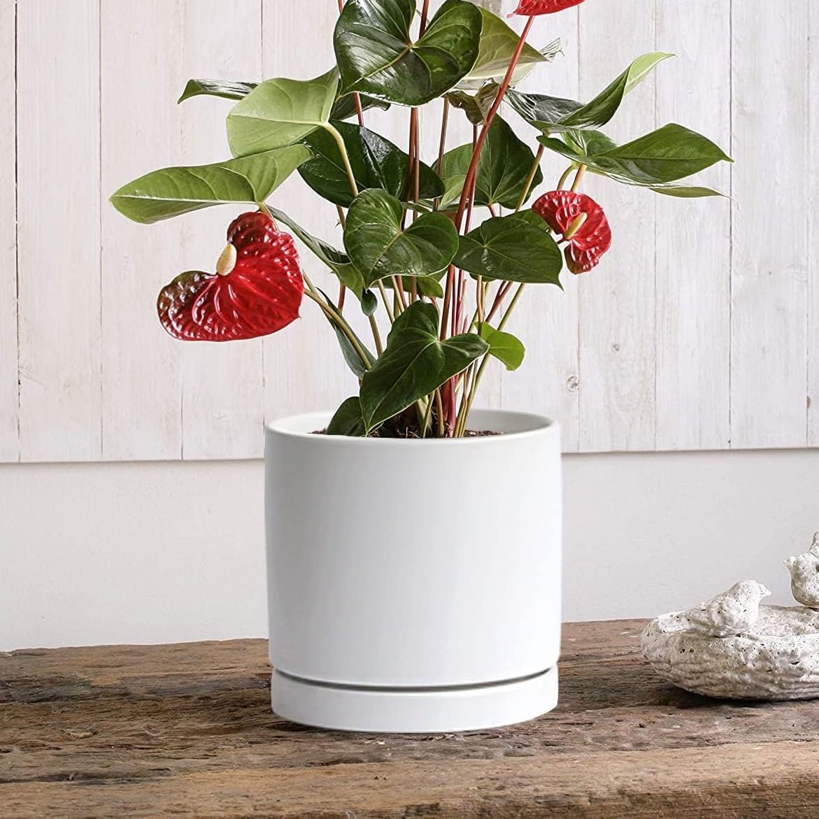 Ceramic Plant Saucer 8 inch White, Planter Water Drip Trays for Indoor Plants, Thick Durable Sturdy Flower Pot Saucers for Glazing Pots Base, Sizes 4-12 inch