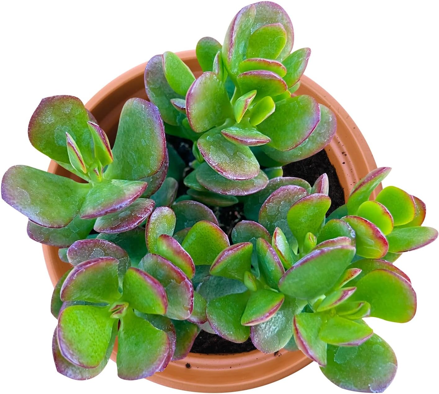 Live Succulents Dwarf Jade (4-inch), Succulent Plants Fully Rooted in Pots with Soil, Easy-Care House Plant for DIY, Home Office Decor, Wedding Party Favor