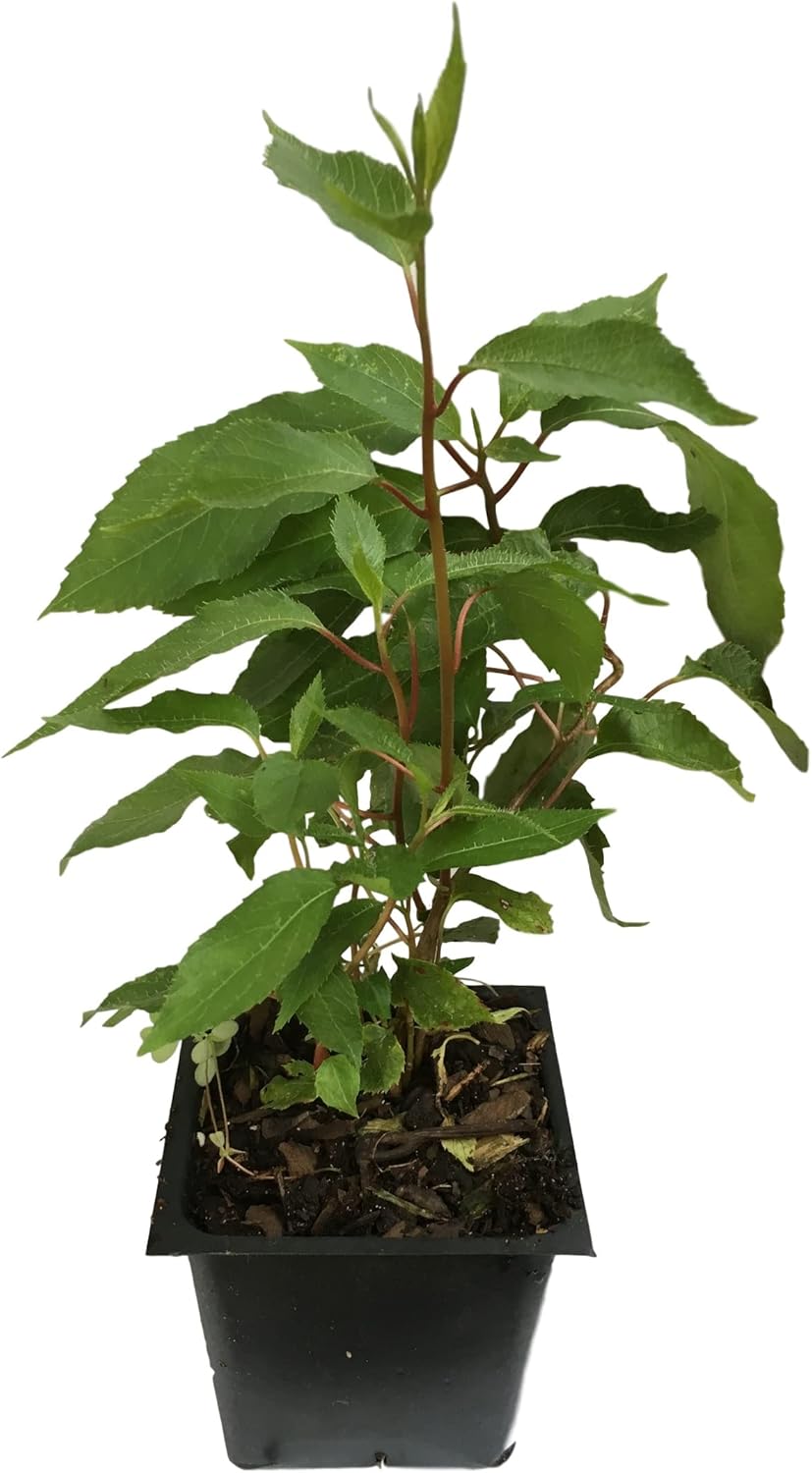 3 Hardy Kiwi Plants- 2 Ken's Red, and One Male Pollinater-All in 4 Inch Cups/Kiwi Aruguta- Awesome, Healthy Starter Plants!