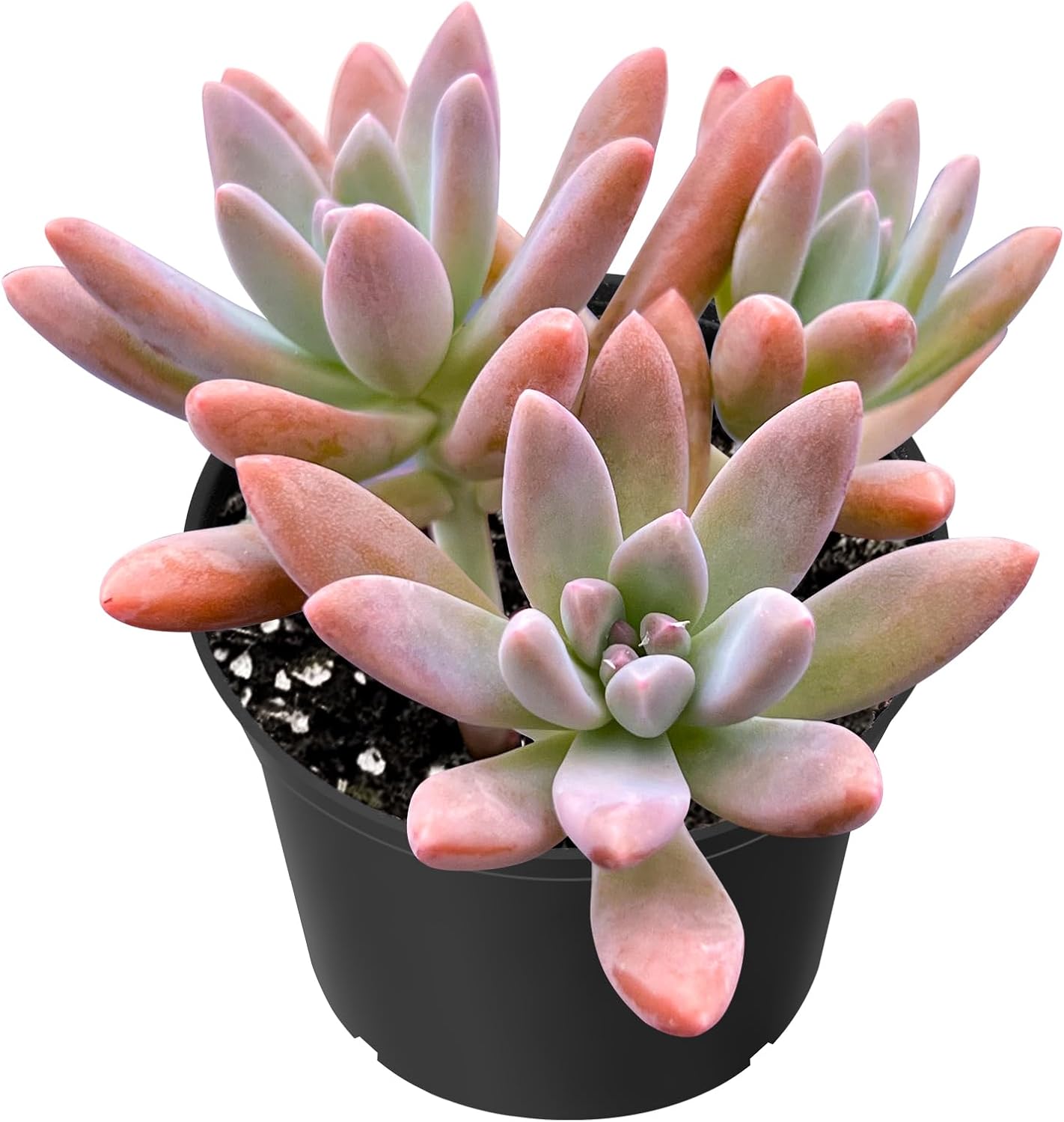 Sprout N Green x Graptosedum 'Darley Sunshine' | x Graptosedum Francesco Baldi, Live Succulent Plant Rooted in 2" Starter Pot, House Plant for Indoor Outdoor Home Wedding Decoration Party Favor