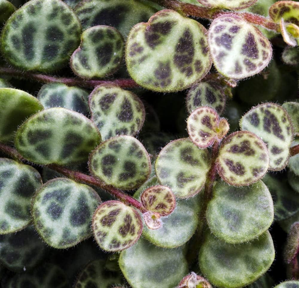 String of Hearts/Turtles/Peace Sign/Cross - Peperomia prostrata- 2.5" Pot