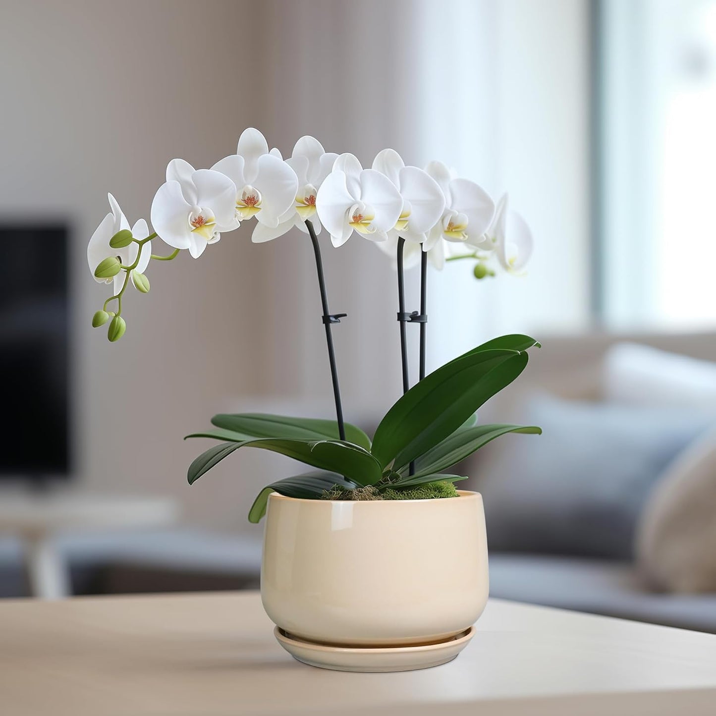 G EPGardening Ceramic Pot for Plants - 6 Inch Planter with Drainage and Ceramic Saucer, Flower Pots for Indoor Plants, Modern Outdoor Planter, Home Decor, Gift for Women Men, Beige