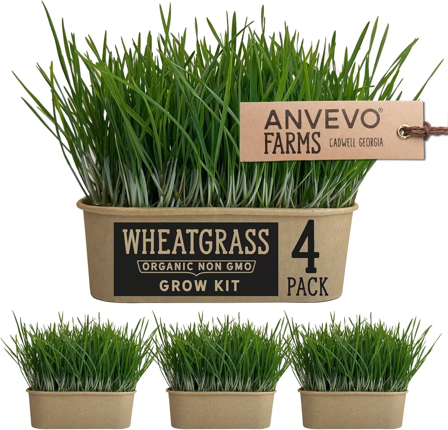 Organic Wheatgrass Premium Grow Kit 4 Pack | Whetagrass Juice | Catgrass | Non GMO Mixed Seeds | Wheatgrass Shot