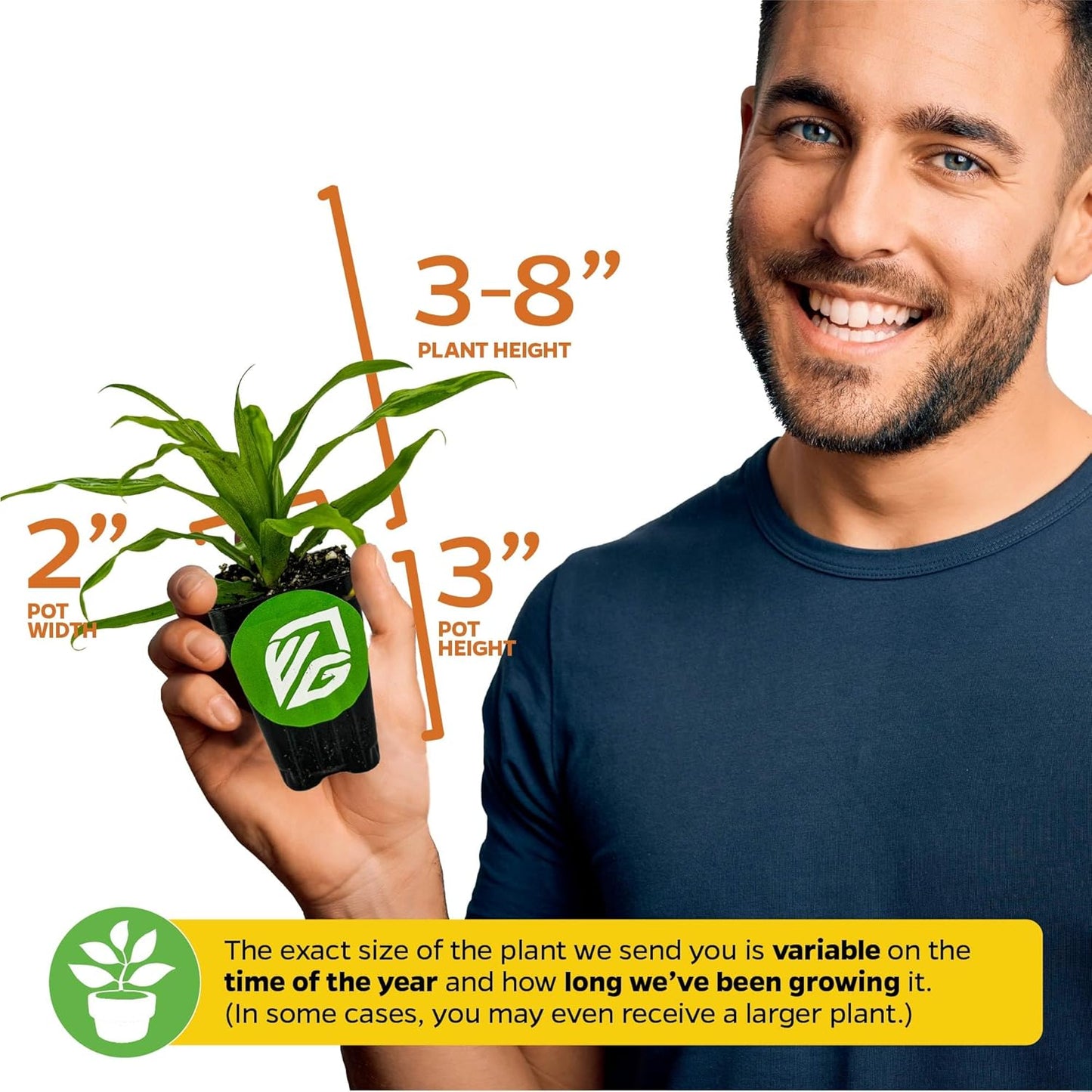 Elite Gold Pineapple Live Plant - Ananas Comosus - Wellspring Gardens Starter Plant - Ideal Pineapple Plant Live Easy to Grow Starter Plant Great for Outdoor and Patio Planting Growth Potential