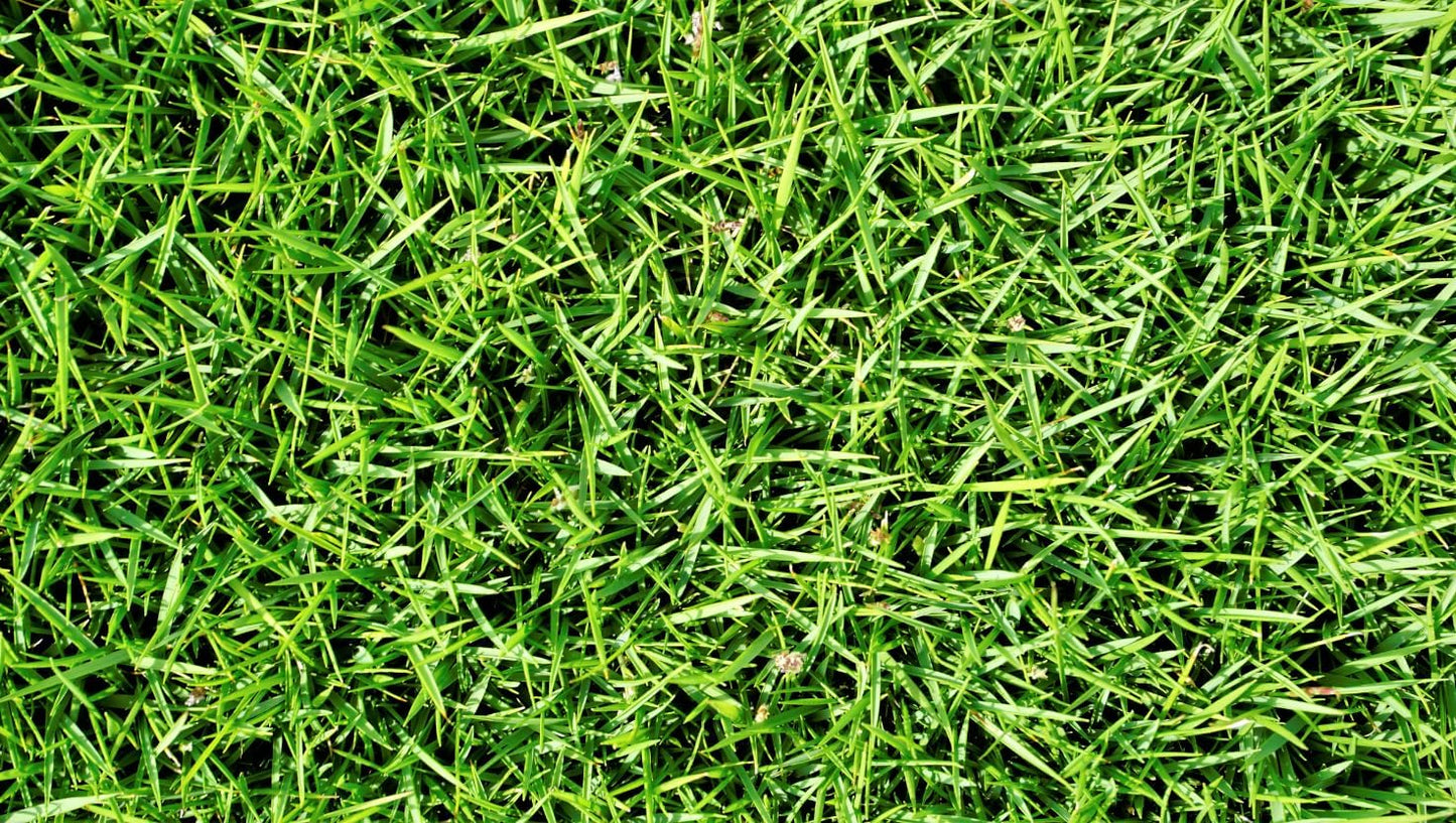 Brownie Brand Majestic Hulled Bermudagrass Seed | Premium Turf Grass for Dense, Drought-Resistant Lawns | Fast-Growing, Heat-Tolerant, Certified Seed for High-Traffic Areas. (25 Pound)