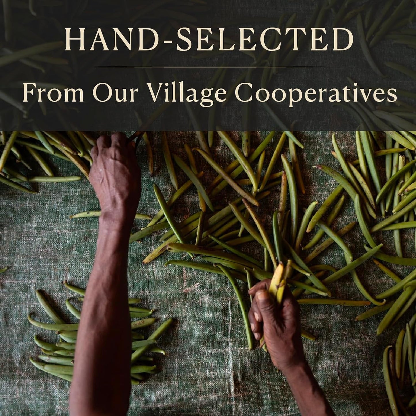 Cook’s, Tahitian Organic Vanilla Beans, Grade A, World’s Finest Gourmet Fresh Premium Vanilla, Certified Organic by CCOF, 3 Whole Beans