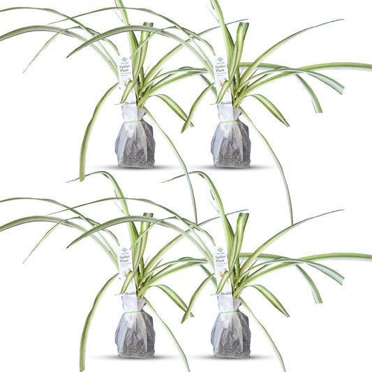 Healthy Spider Plant - Easy Care, Air-Purifying Houseplant (4 Spider sacs)