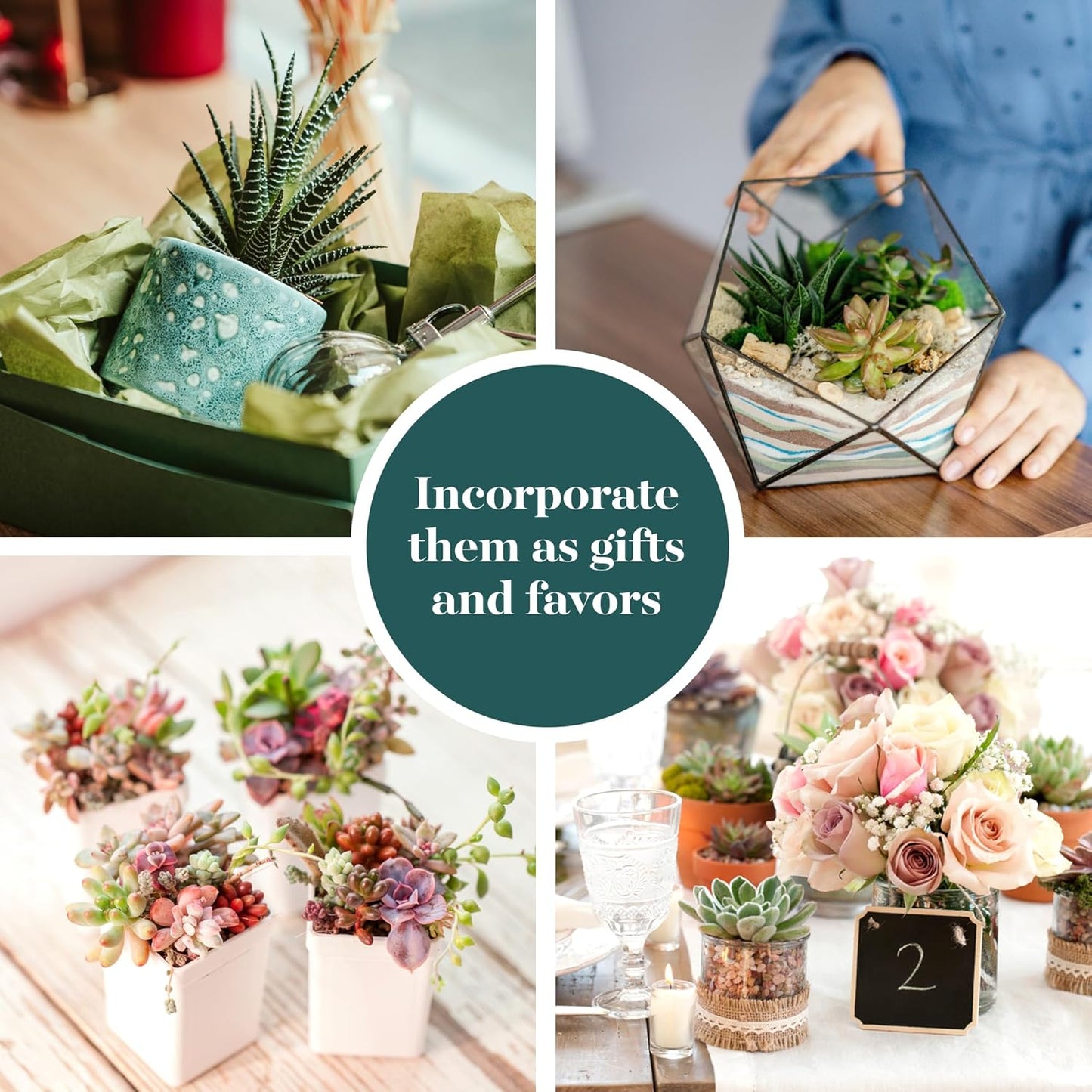 Shop Succulents Assorted Succulent Plant Pack Collection - Live Mini Succulent Plants, Low Maintenance, Mixture of Colors & Textures - Wedding and Party Favors, Gift & Garden, Pack of 5