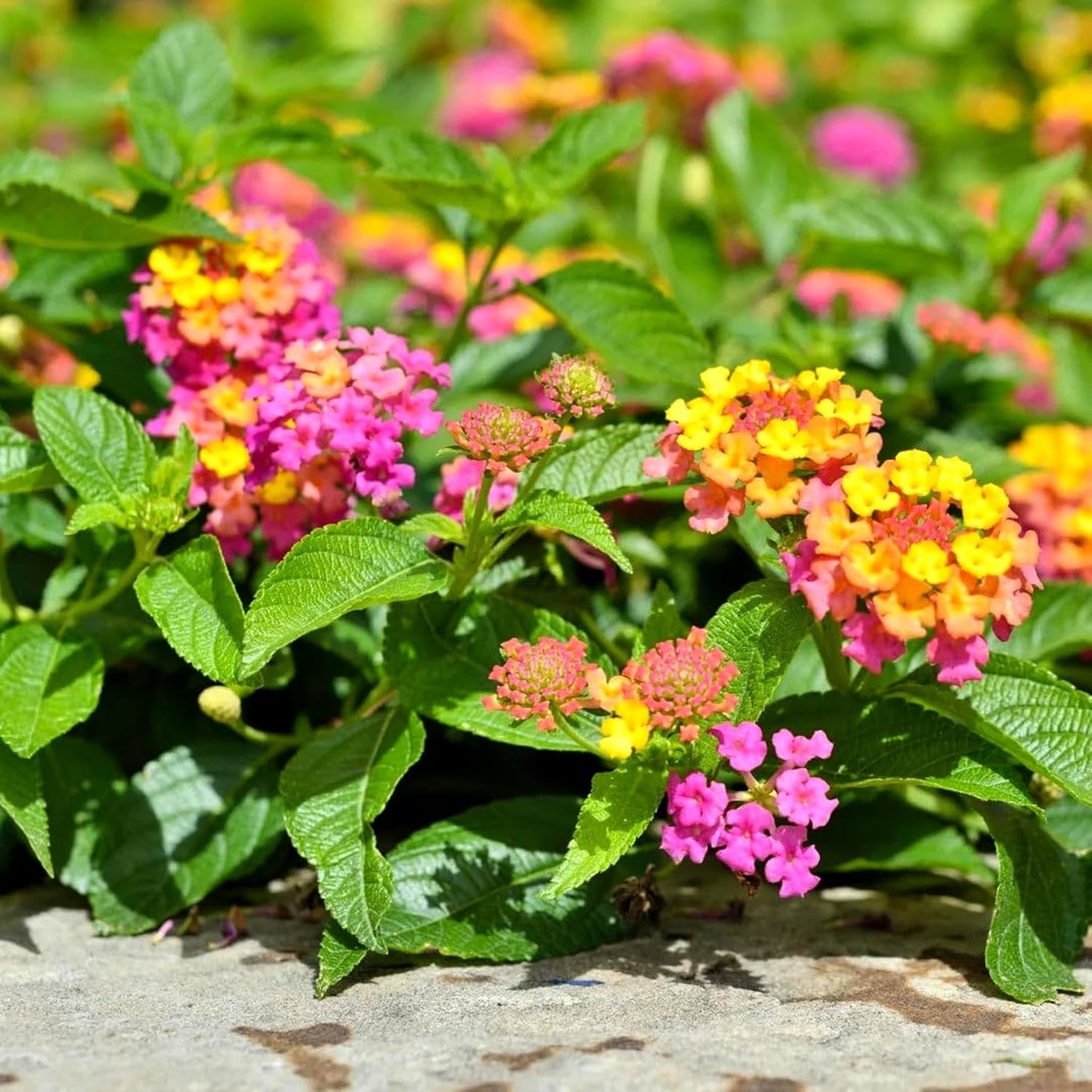 Lantana Confetti | 3 Live Plants | Lantana Camara | Colorful Garden Shrub | Drought Tolerant Perennial Plants