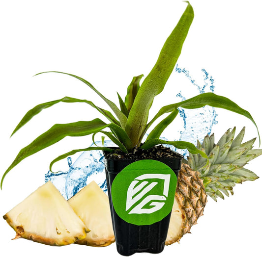 Sugarloaf Pineapple (Kona Sugarloaf) Live Plant - Ananas Comosus - Wellspring Gardens Starter Plant - Ideal Pineapple Plant Live Easy to Grow Starter Plant Great for Outdoor and Patio Planting