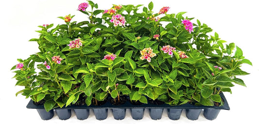 Lantana Confetti | 20 Live Plants | Lantana Camara | Colorful Garden Shrub | Drought Tolerant Perennial Plants