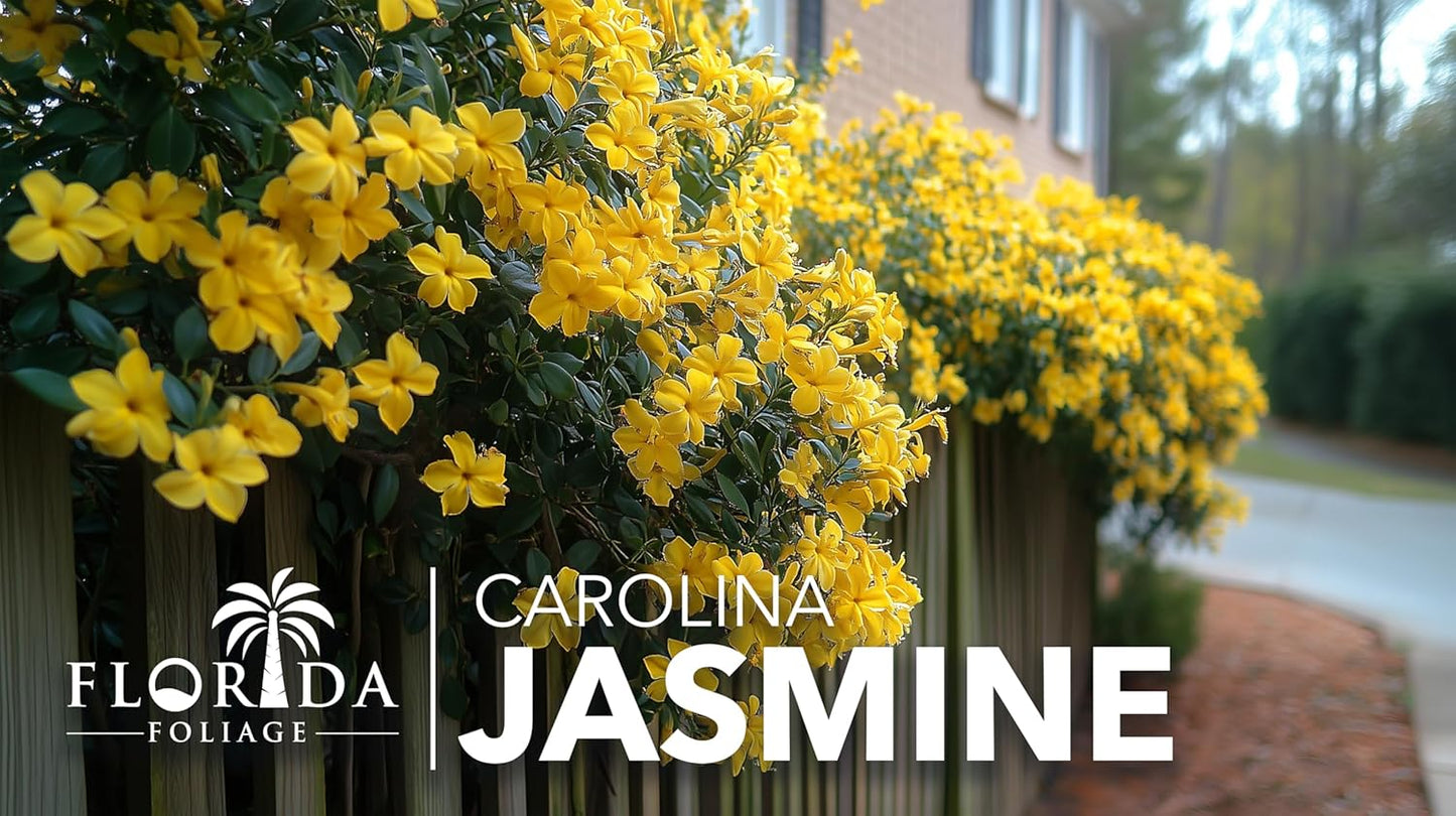 Carolina Jasmine | 20 Live Plants | Gelsemium sempervirens | Fast-Growing Flowering Vine for Trellises & Fences | Climbing Landscape Plants