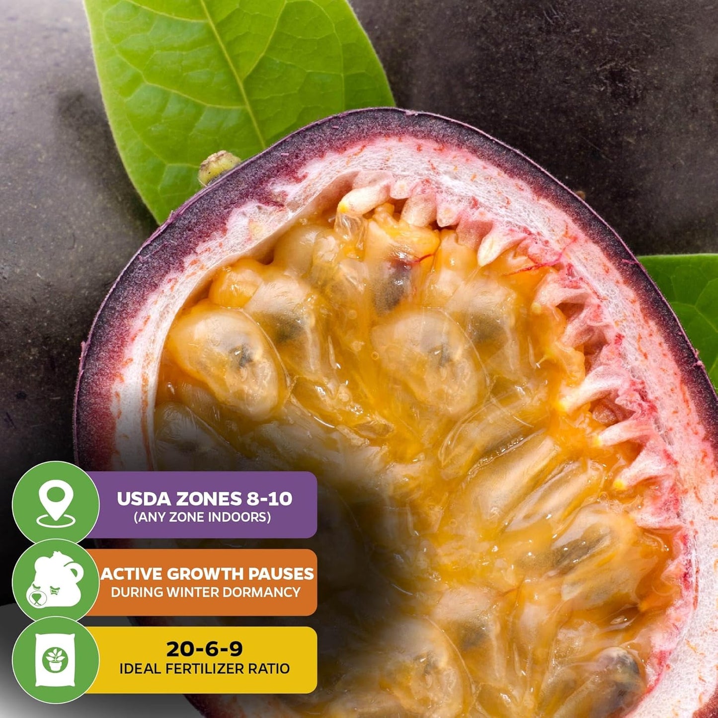 Purple Possum Passion Fruit Live Vine Starter Plant - Passiflora edulis by Wellspring Gardens - Climbing Vine with Aromatic Fruit & Stunning Flowers - Ideal for Outdoor Landscaping & Garden Planting