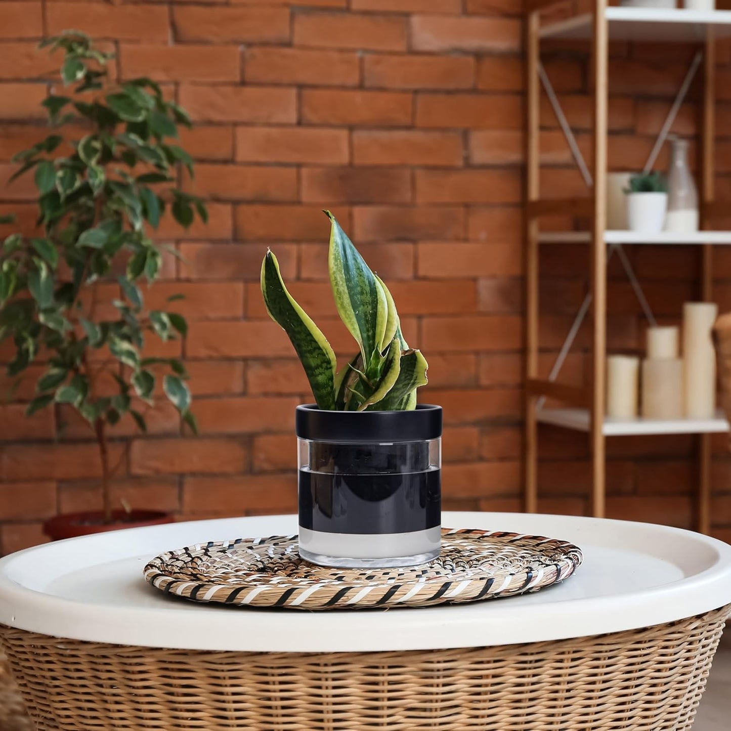 Phoenix Vine 6 Inch Self Watering Planter Pot, Black Terracotta Clay Pot with Glass Reservoir for Indoor Plants, Herbs, Flowers, Set of 2, 52-C-F-2