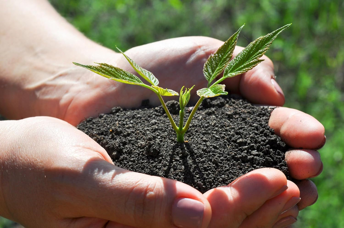 Organic Worm Castings Premium Worm Castings Fertilizer for Nutrient-Rich Soil and Healthy Plant Growth (3 QUARTS)