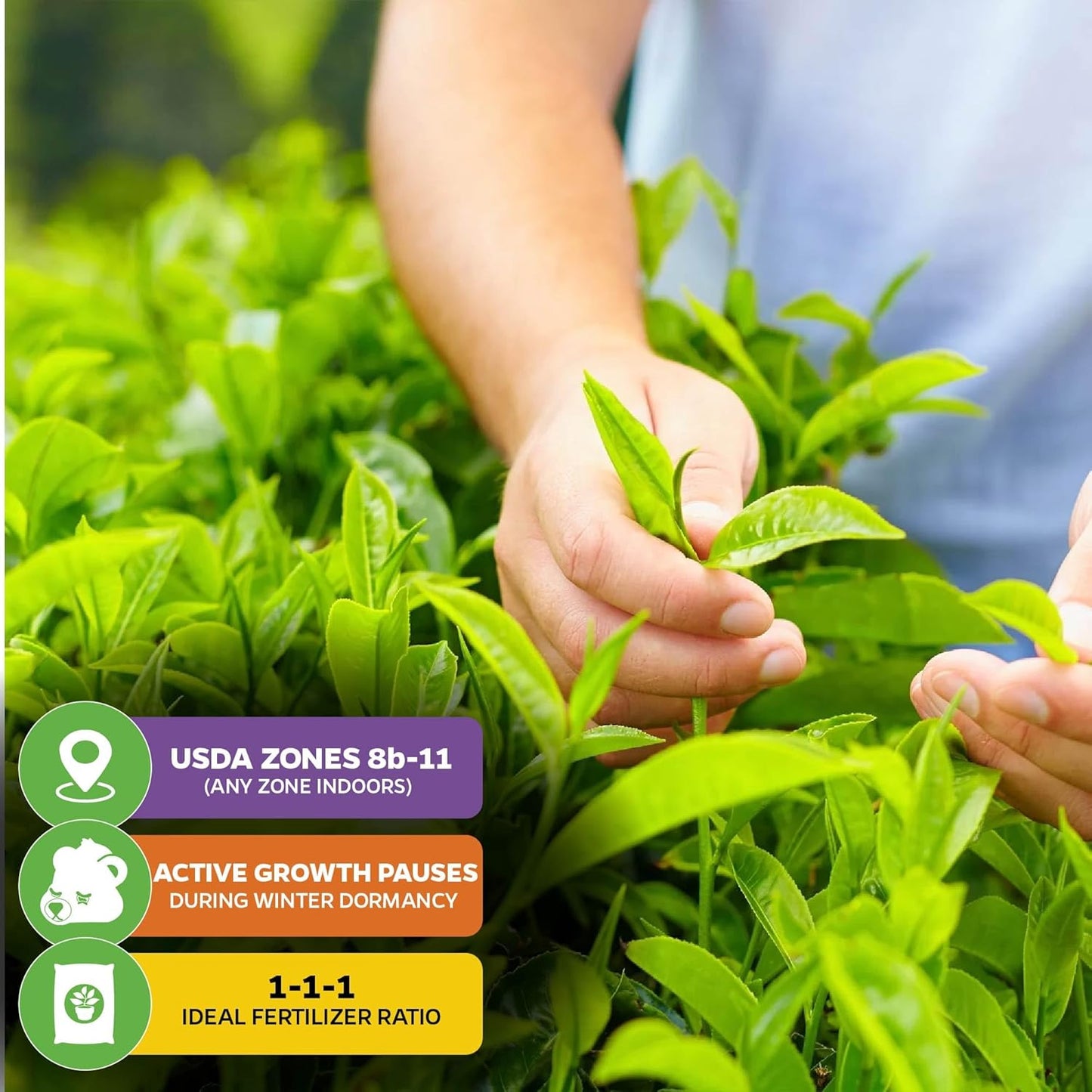 Tea Plant (Green Tea) Live Plant (2-Pack) - Camellia sinensis by Wellspring Gardens Starter Plant for Your Indoor or Outdoor Garden