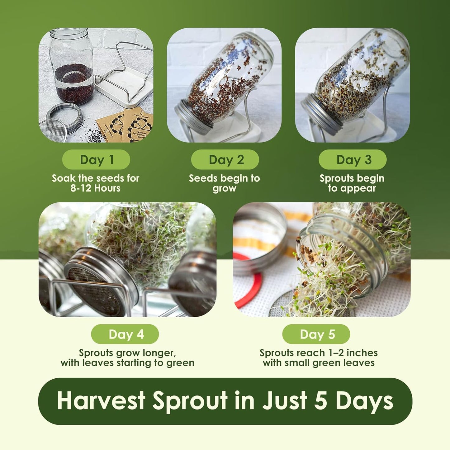 Nature Jims Sprouts Organic Salad Mix – Non-GMO Microgreen Seeds for Growing – Healthy Broccoli, Alfalfa, Radish & Clover Sprouting Variety Blend – Microgreens & Sprouts Seeds for Home Gardening – 1lb