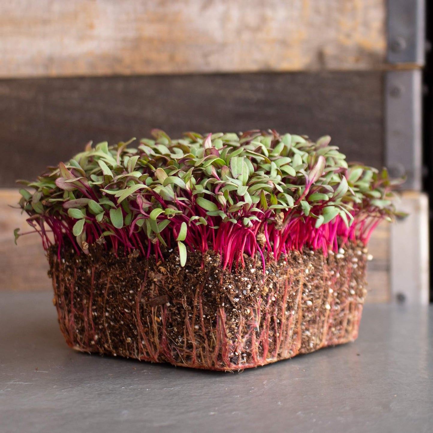 Beet Seeds - Red Round - 25 Lb Bulk ~600,000 Seeds - Beta vulgaris - Microgreens Seed - Non-GMO, Heirloom, Open Pollinated, Annual