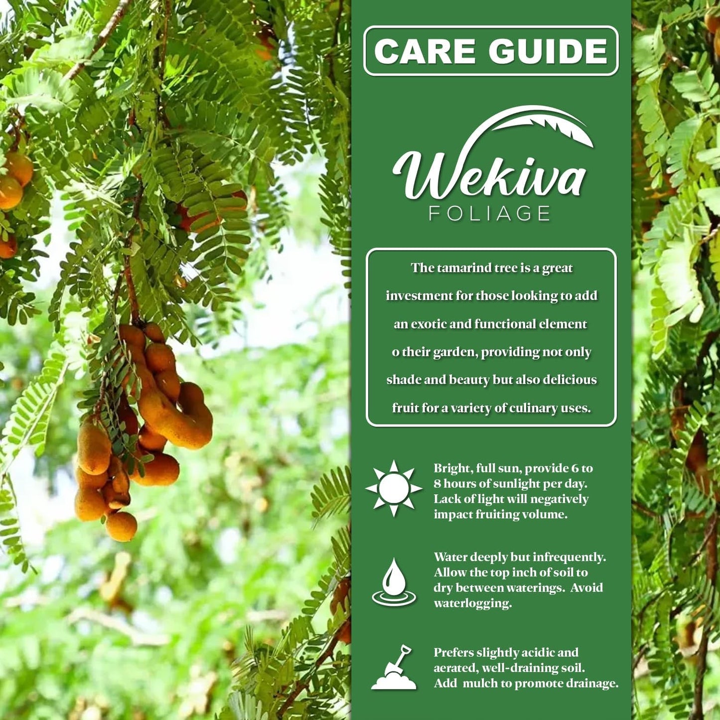 Tamarind Tree - Sampaloc - Live Plant in a 1 Gallon Growers Pot - Tamarindus Indica - Beautiful Edible Fruit Bearing Tree for Patio and Garden