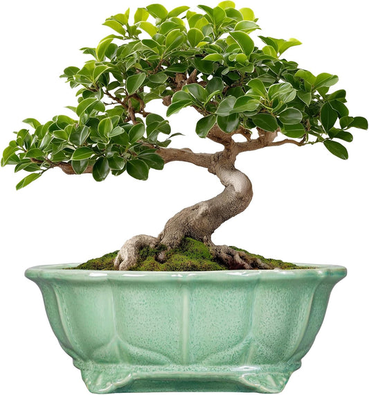 Bonsai Pots 11 Inch - Ceramic Succulent Pots with Drainage Hole, Oval Planter for Indoor Outdoor, Decorative Ceramic Flower Pot, Home Garden Room Decor, Plant Lover Gifts, Green