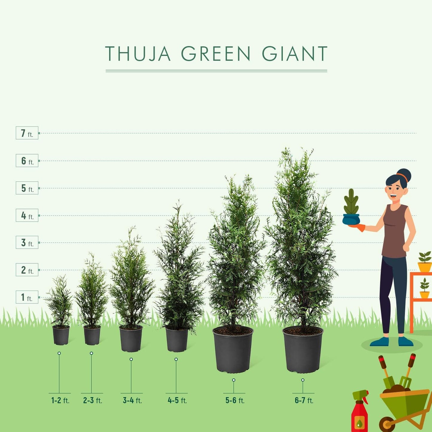 Brighter Blooms - Thuja Green Giant, 1-2 Feet - Live Plant - No Shipping to AK, AZ, HI, OR