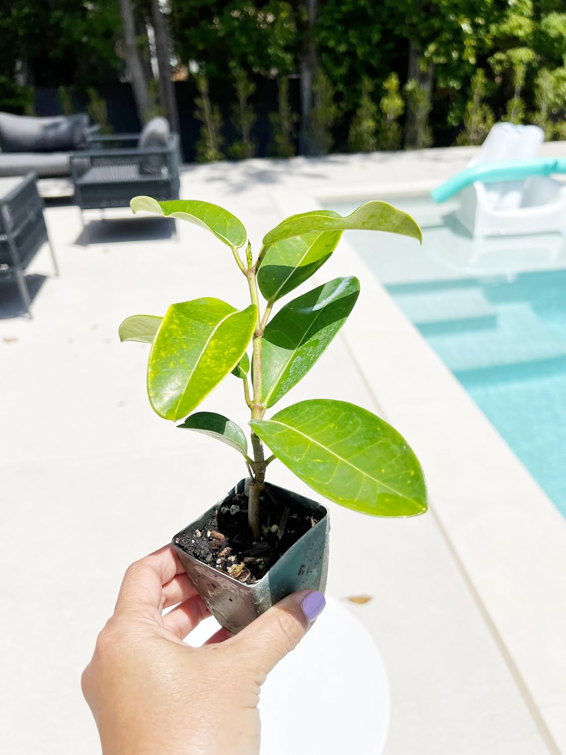 Generic Stephanotis Floribundas Madagascar Jasmine Vine | 2 inch Pot | Fairy Garden (3), green