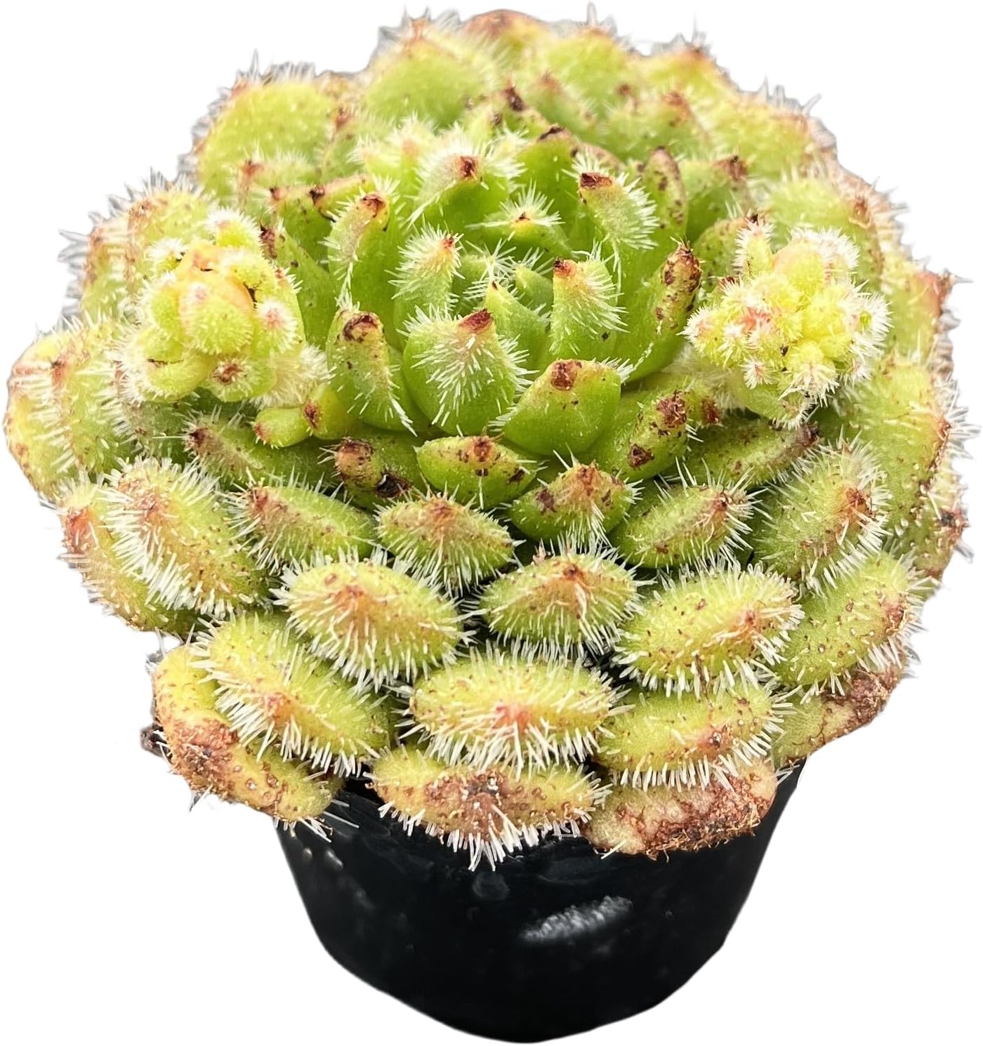 Sprout N Green Echeveria setosa 'Aoinagisa', 1 Live Succulent Plant Fully Rooted in 2" Pot, House Plant for Indoor Outdoor Home Office Wedding Decoration DIY Project Party Favor