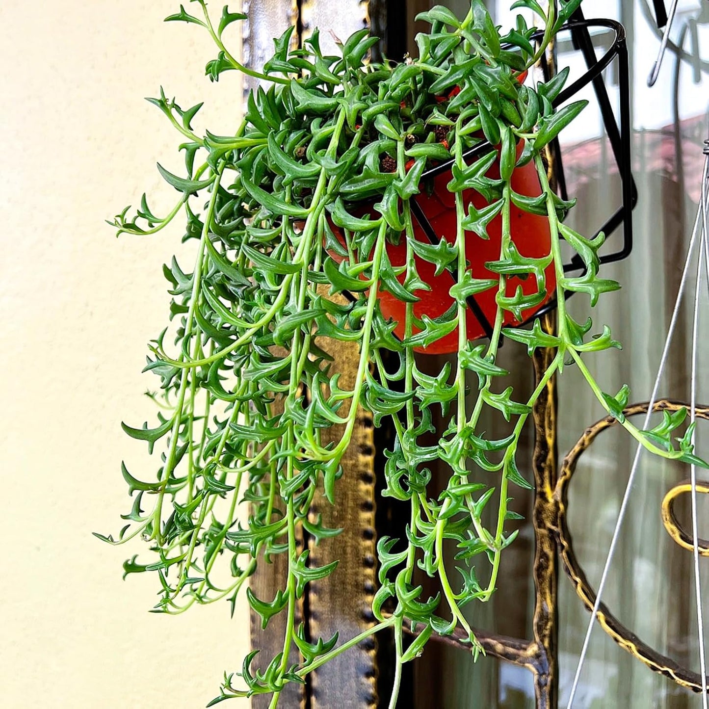 Sprout N Green Live Mini Succulent Plant, 2in String of Dolphins, 1 Pack Rare Succulent Fully Rooted in Pot, Real House Plant for Home Office Wedding Decoration DIY Projects Party Favor