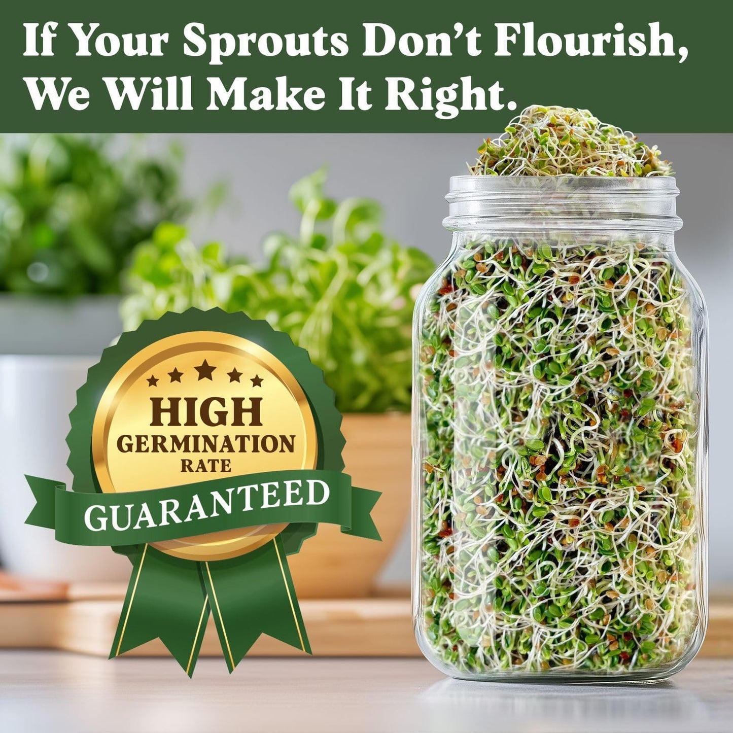 Seedboy Organic Clover Seeds for Sprouting - Non-GMO, USA Grown Microgreens Sprouting Seeds Mix - Makes 8 Quarts of Sprouts, 24 Servings (8 oz) (Red Clover)