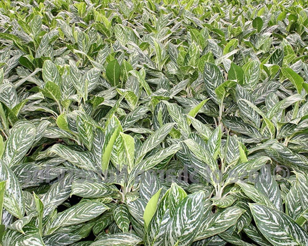 Golden Madonna Chinese Evergreen Plant - Aglaonema - Grows in Dim Light - 6" Pot