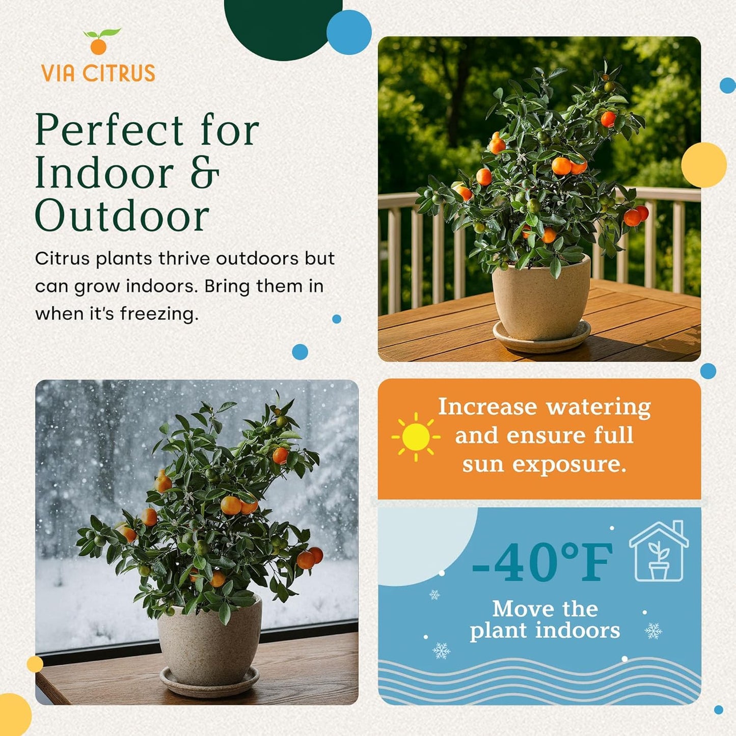 Calamondin Trees Live Plants Outdoor Plant - Dwarf Calamondin Tree Cannot Ship: CA, AZ/TX/LA – Patio Fruit Plant, Real Citrus Tree Pot, Indoor Fruit Trees Live Plants by Via Citrus