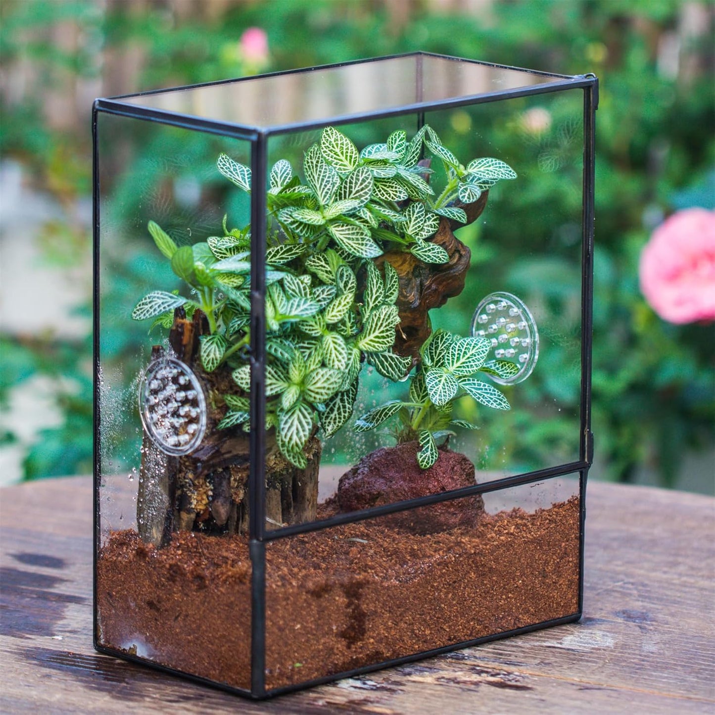 NCYP Glass Terrarium with Front Opening Door and 3 Vents for Insects, Snail, Spider, Glass Enclosure - 8"x4.5"x10" Clear Closed Plant Greenhouse Box (Terrarium Only)
