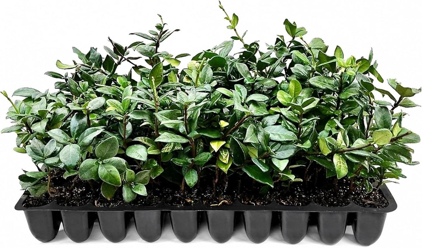 Star Jasmine | 30 Live Plants | Trachelospermum Jasminoides | Fragrant Blooming Evergreen Vine, Low Maintenance, Climbing, White Flowers, Attracts Pollinators, Drought Tolerant