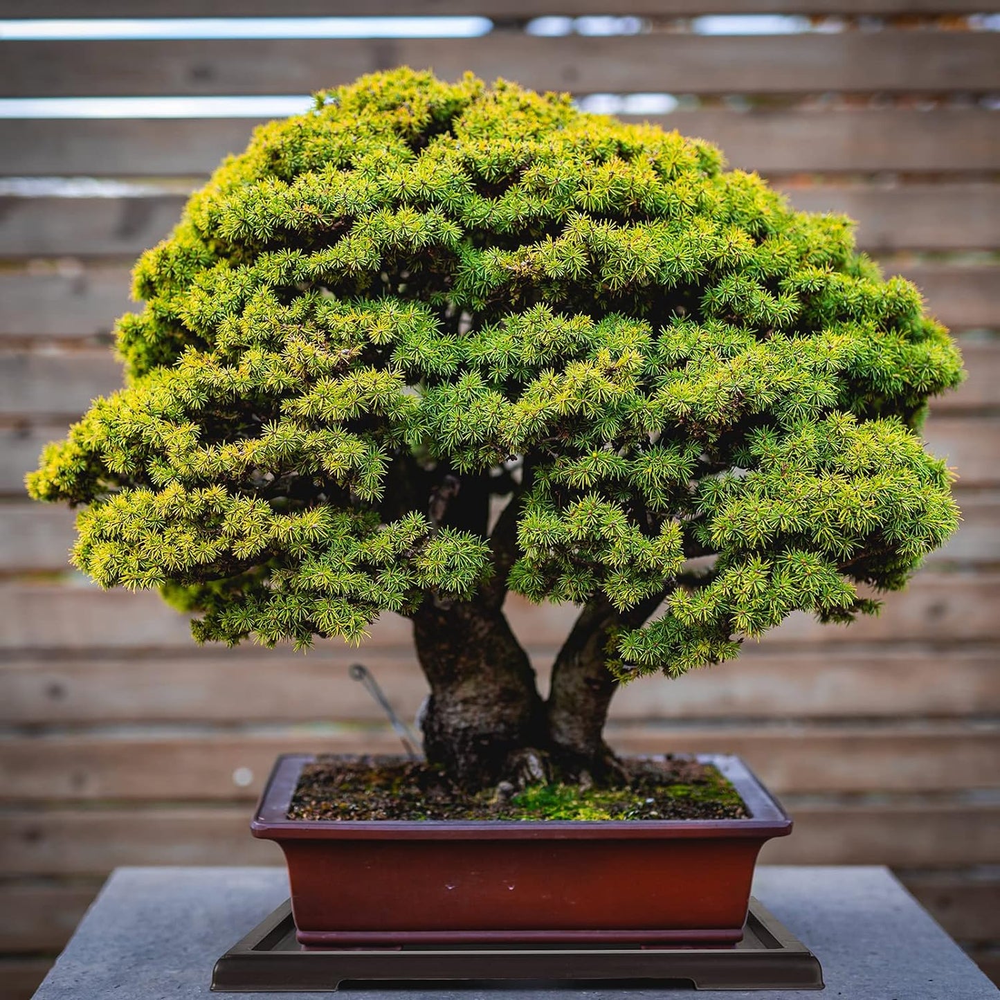 Pinkunn 2 Pcs Bonsai Humidity Tray Drip Tray Plastic Plant Water Catcher Plant Saucers for Indoors and Outdoors Cactus,Succulents,Bonsai Tree,Stone Not Included (11 x 8 Inch)