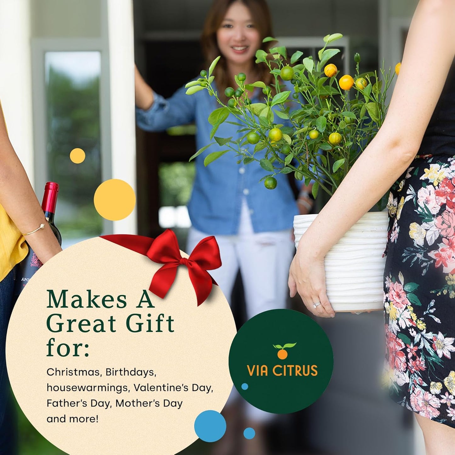 Yuzu Citrus Fruit Trees Live Plants 14-18" Tall - Outdoor Planting & Indoor Fruit Trees Live Plants, No Shipping to CA, AZ,TX,LA - Yuzu Tree Plant, Wild Mandarin Orange Tree Variety by Via Citrus