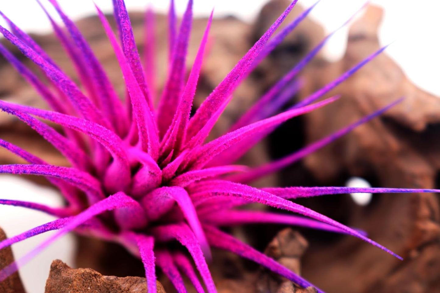 Dyed Tillandsia Ionantha Guatemala Enhanced Colored Colorful Air Plant Live Easy Care Indoor Outdoor Home Decor Gift Airplant by Awesome Industries Live Arrival Guaranteed (Moonbeam)