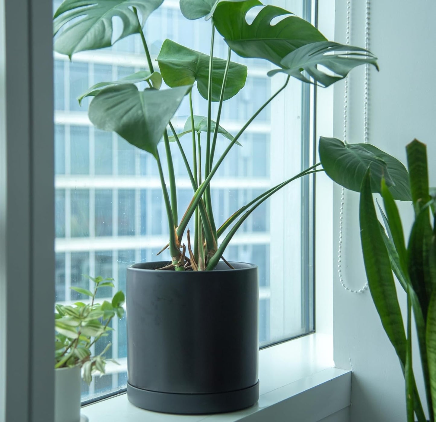 Phoenix Vine 10 Inch Plastic Plant Saucer Water Drip Tray, Heavy Sturdy Round Plant Drainage Tray for Indoors Outdoor, Matte Black, 21-TY-10B-1