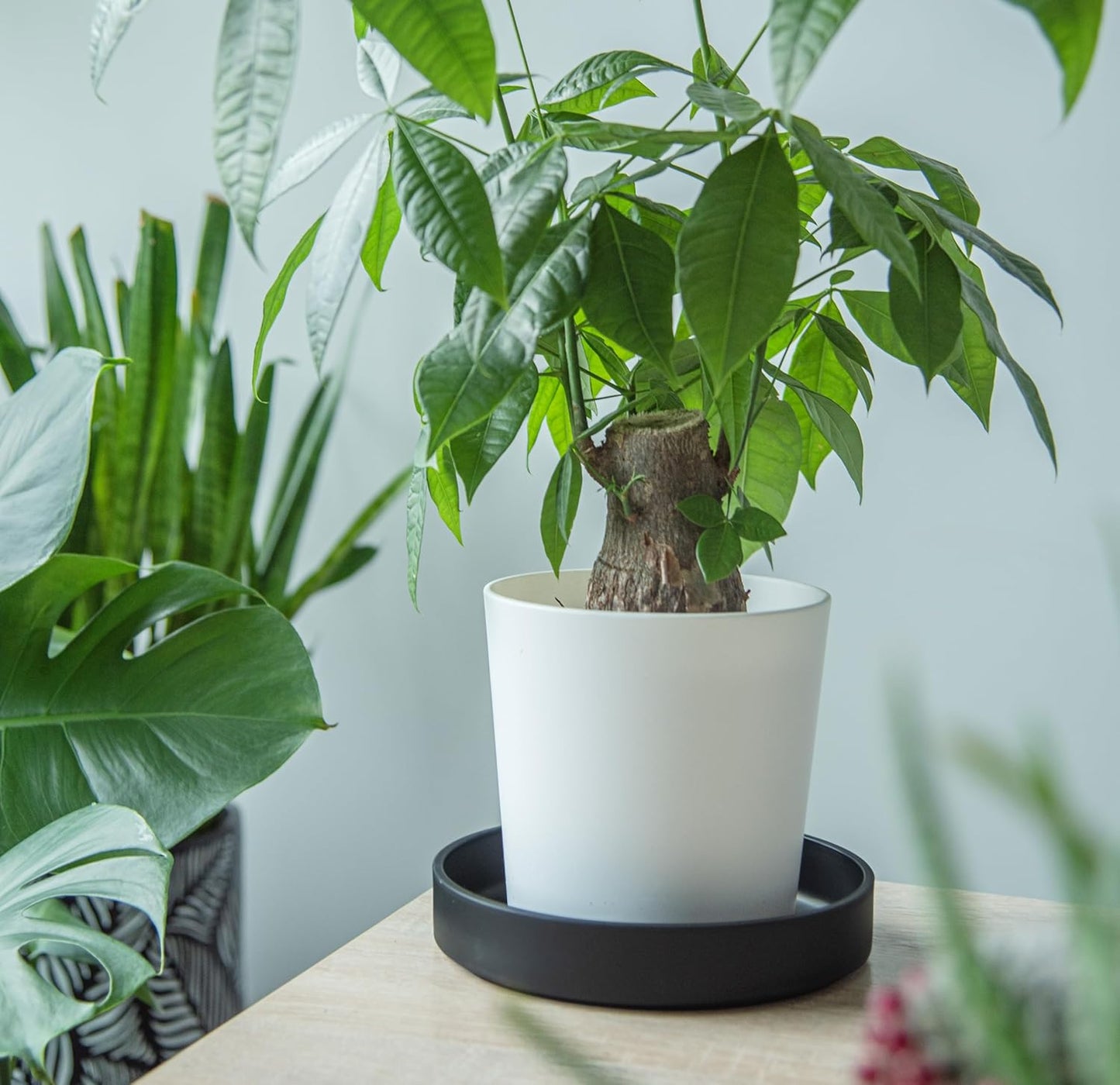 Phoenix Vine 8 Inch Plastic Plant Saucer Water Drip Tray, Heavy Sturdy Round Plant Drainage Tray for Indoors Outdoor, Matte Black, 21-TY-8B-1