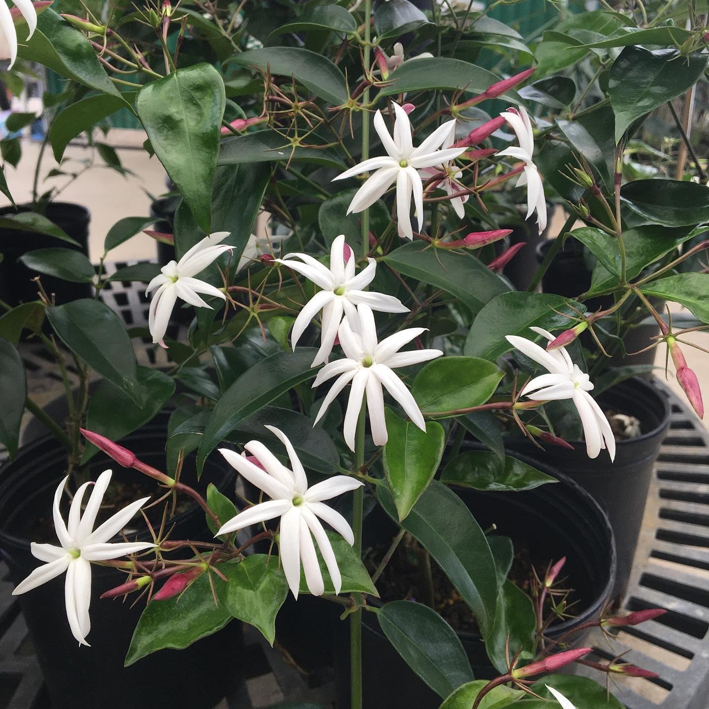 Live Angel Wing Jasmine (Jasminum Nitidum) Plants - Fragrant, White Blooming Evergreen Shrub for Any Garden (4 jas Angel Bags)