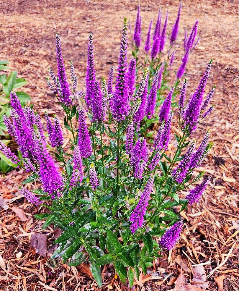Greenwood Nursery: Live Perennial Plants - 'Very Van Gogh' Spiked Speedwell + Veronica Spicata - [Qty: 2X Pint Pots] - (Click for Other Available Plants/Quantities)
