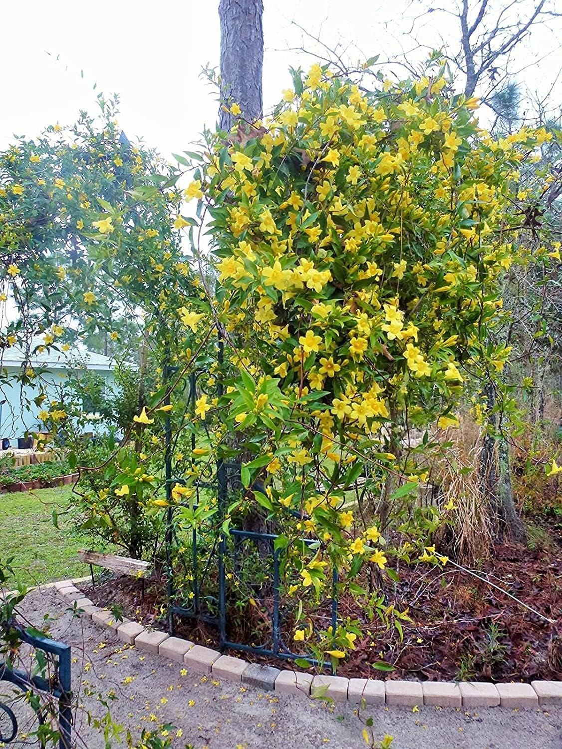 Carolina Jasmine | 3 Large Gallon Size Plant | Gelsemium Sempervirens | Fragrant Yellow Blooms, Evergreen Vine, Low Maintenance, Fast Growing, Climbing, Attracts Pollinators, Garden Trellis