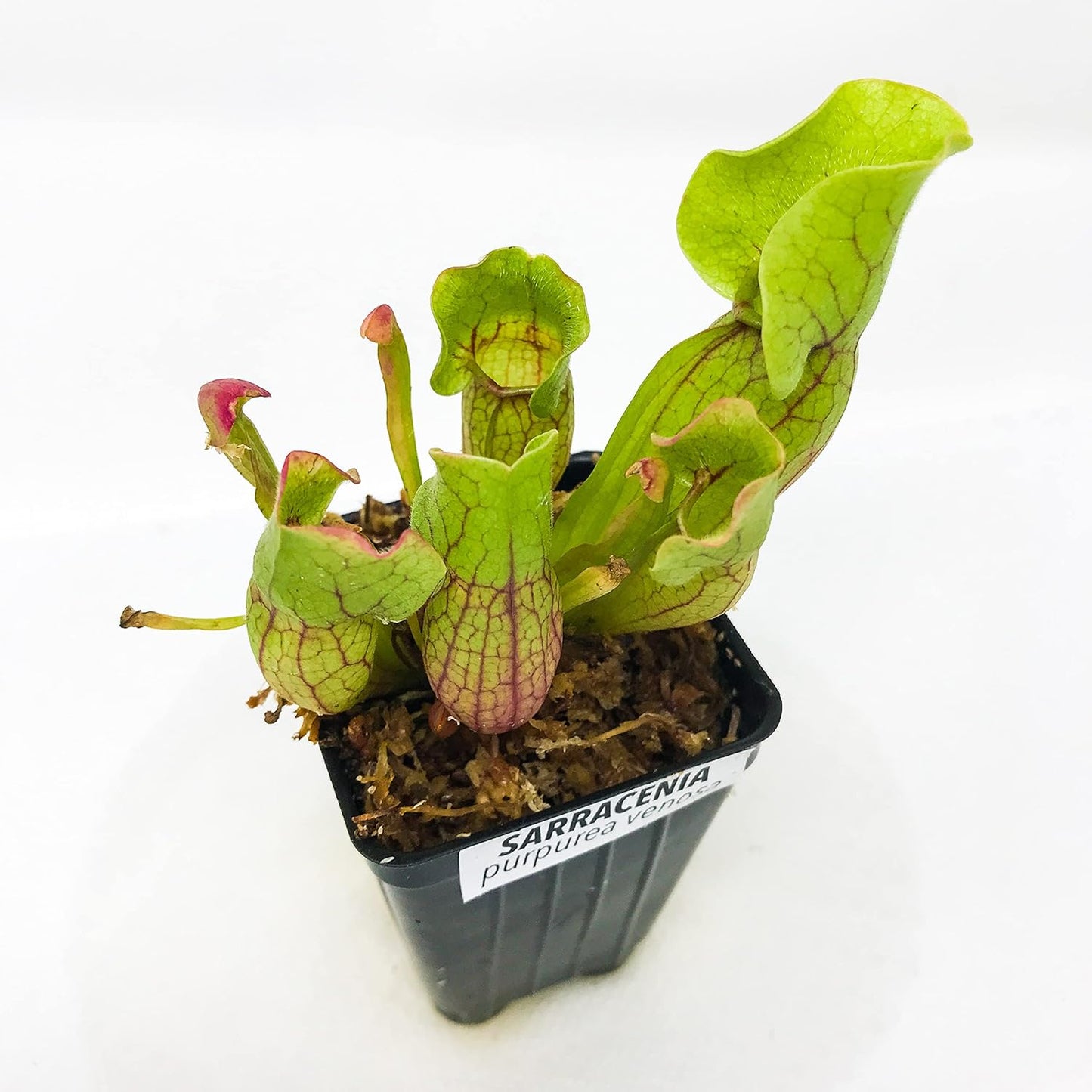 Live Carnivorous Pitcher Plant - Sarracenia - Wellspring Gardens Starter Plant (Purpurea venosa)