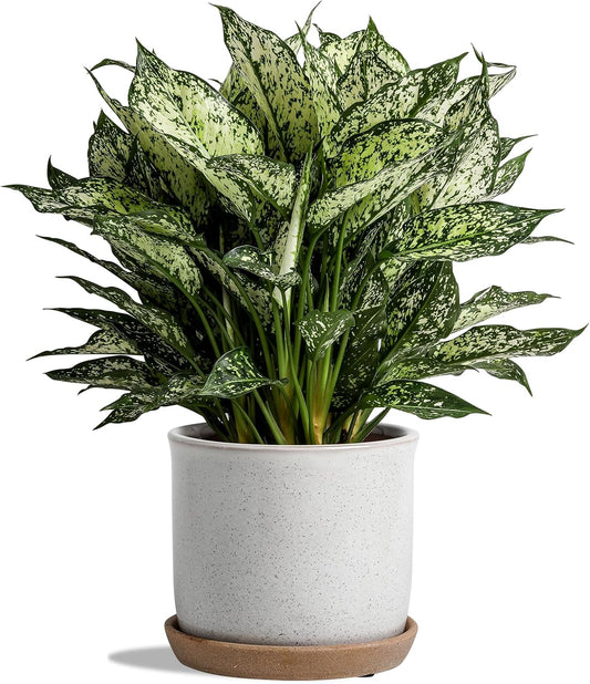 5.8 Inch Plant Pot: Ceramic Planter with Drainage Hole & Saucer for Indoor Outdoor Plants - Flowerpot with Bonded Tray for Home Office - Retro Style, Grey