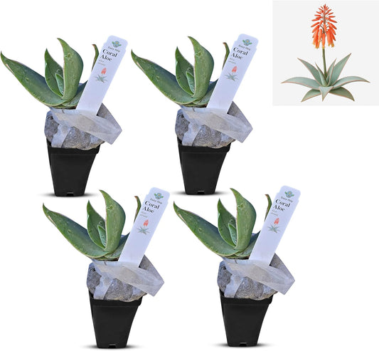 Coral Aloe Plants (Aloe striata) - Live Succulent with Striking Pink Edges and Smooth, Flat Leaves for Indoor/Outdoor Gardening (4 Coral Aloe Cups)