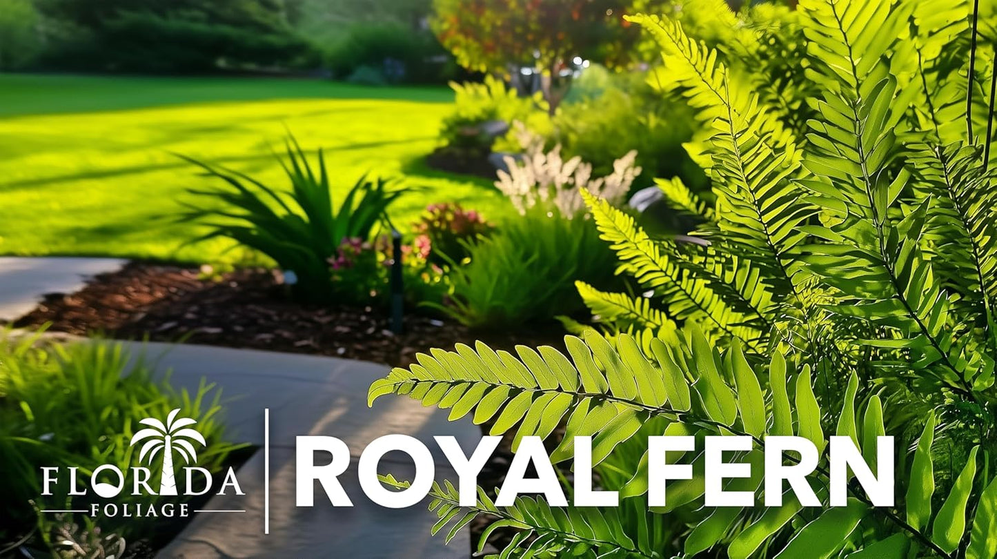 Royal Fern | 10 Live Plants | Osmunda regalis | Decorative Shade-Loving Perennial | Lush Green Foliage for Moist Gardens & Landscapes