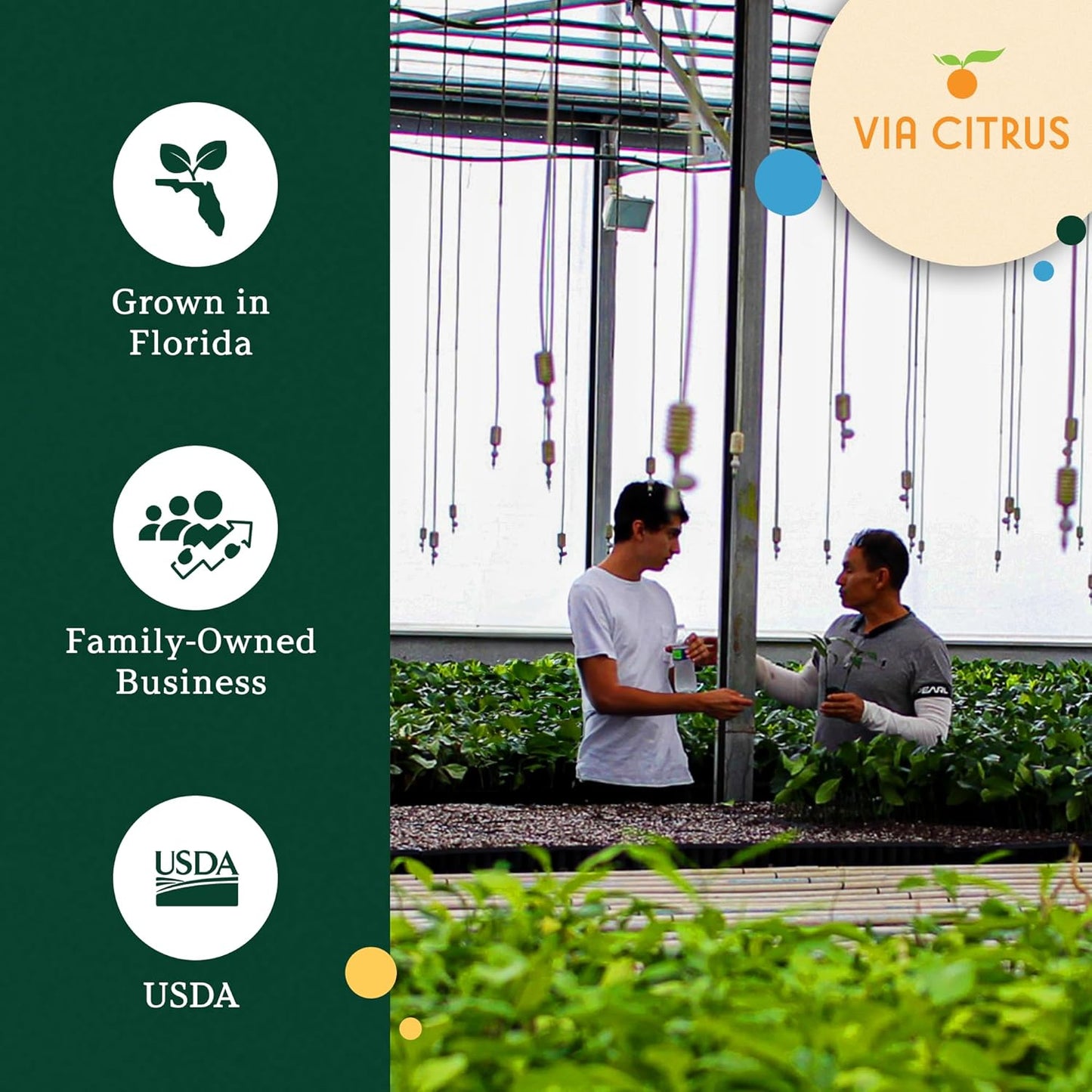 Meyer Lemon Trees Live Plants Outdoor 18-22" Tall - Dwarf Fruit Trees Potted Cannot Ship: CA/AZ/TX/LA – Mini Lemons Plant, Citrus Tree, Indoor Fruit Tree Live Plants, Housewarming Gift by Via Citrus