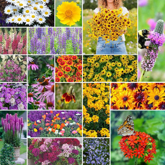Eden Brothers All Perennial Wildflower Mixed Seeds for Planting, 10 lb, 4,800,000+ Seeds with Lupine, Shasta Daisy | Attracts Pollinators, Plant in Spring or Fall, Zones 3, 4, 5, 6, 7, 8, 9, 10