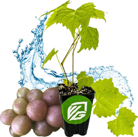 Carlos Muscadine Grape Vine - Vitis rotundifolia - Wellspring Gardens Starter Plant - Live Plant for Outdoor Gardens - Vigorous Grapevine Plants - Ideal for Fruit Gardening in Patio and Garden