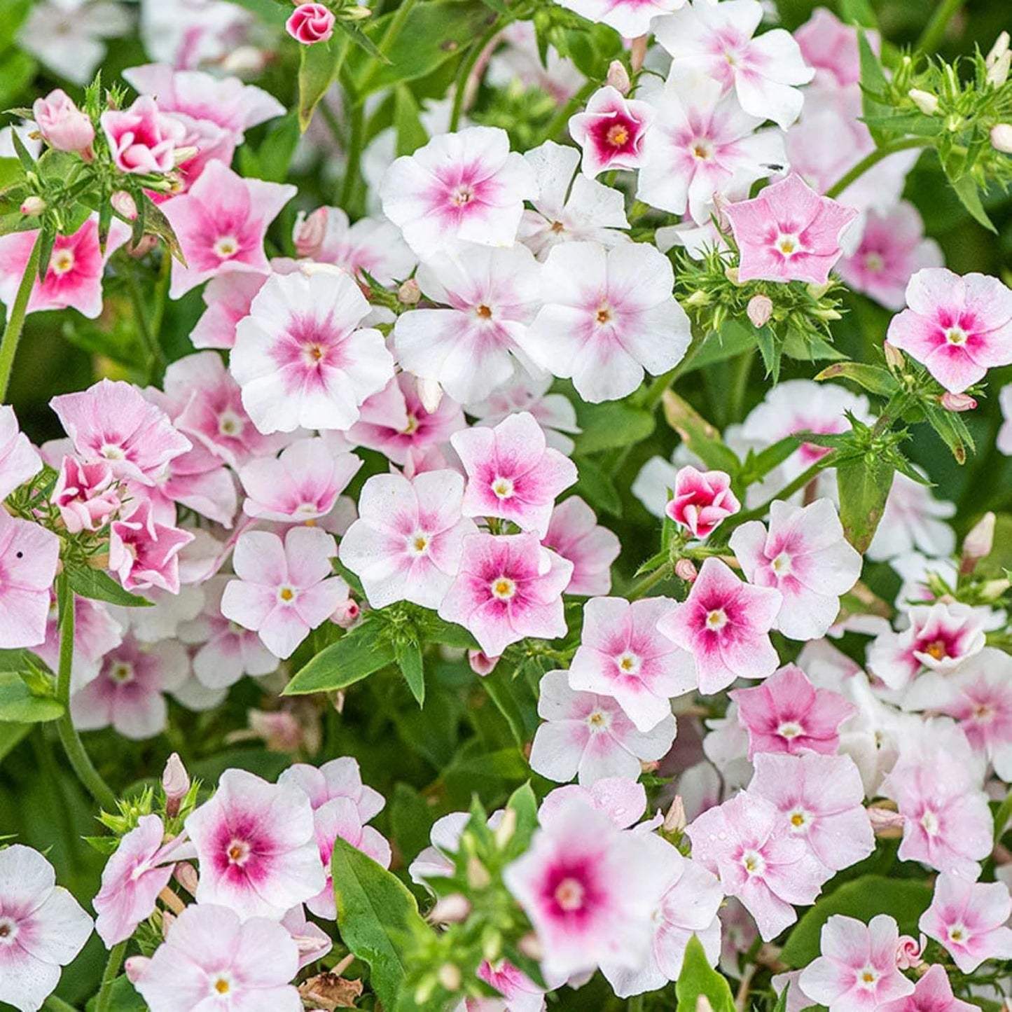 1000+ Phlox Seeds for Planting - Phlox Popstars Seeds Perennial Ground Cover Plants- Annual Flower for Home Garden