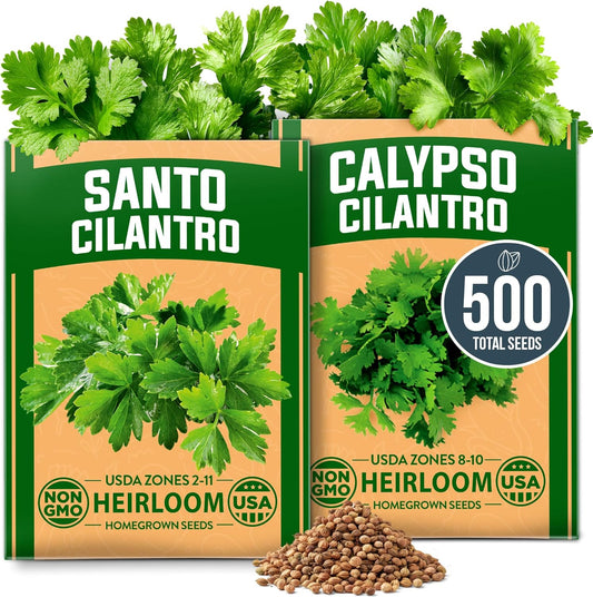 HOME GROWN Cilantro Seeds 250 Calypso & 250 Santo Cilantro for Planting Indoors, Hydroponics or Aerogarden - Heirloom, Non-GMO, Santo Plant, for Your Indoor Herb Garden